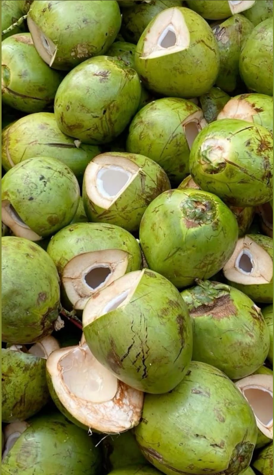 Cocchi verdi aperti al chiosco, pronti per l’água de coco